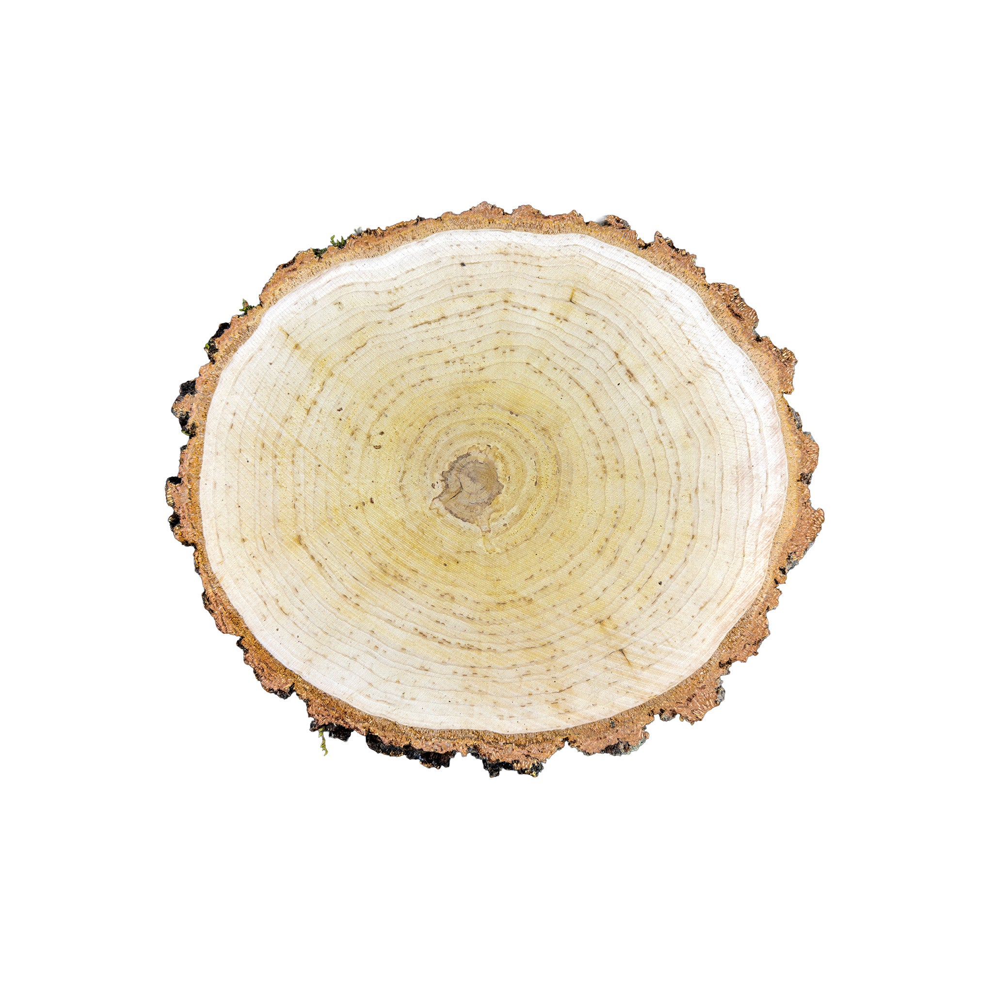 Large Birch Wood Slice – Custom Engraved